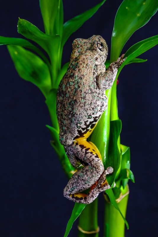Australian Frog & Tadpole Photography