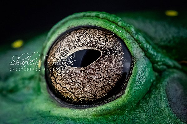 original_ba4d8bb594b585b_Magnificent_Tree_Frog_Eye-www.oneeyedfrog.com.au.jpg