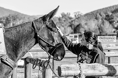 Mules