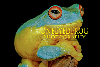 Red Eyed Tree Frog.jpg